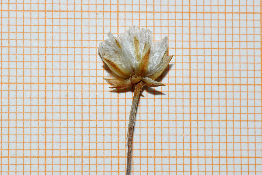 Armeria sardoa / Spillone di Sardegna